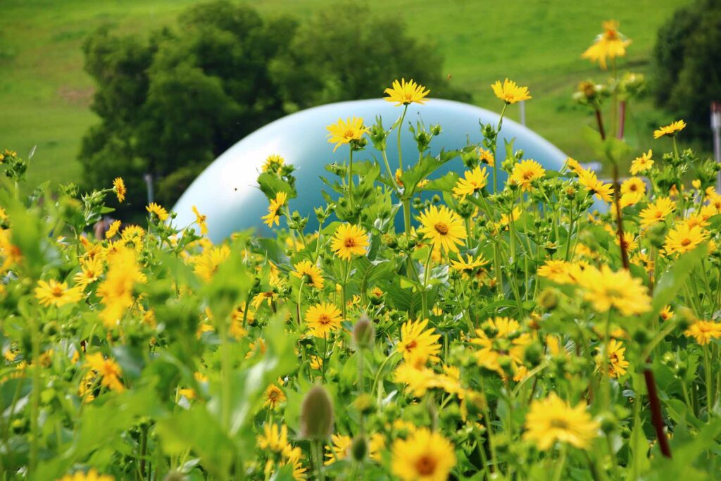 Durchwachsene Silphie: Die Biogas-Alternative zu Mais 